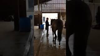 Studcam drops in at Oliver Greenall’s yard to see how Yorton’s homebred Sulamani x Cerise Bleue filly is taking to life in training