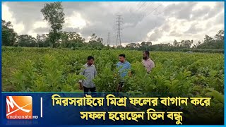 মিরসরাইয়ে মিশ্র ফল বাগান