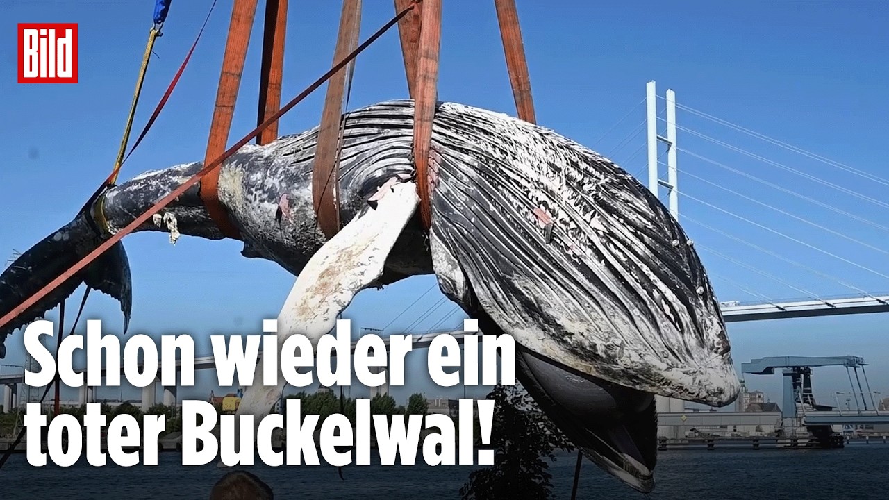 Toter Buckelwal vor Rügen: Forscher suchen jetzt die Todesursache