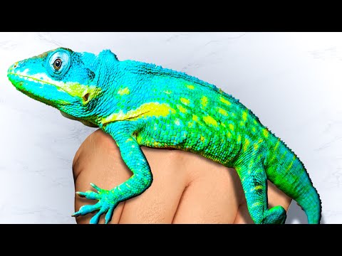 Rarest Lizard Collection Tour!