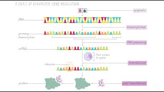 What is Gene Regulation?