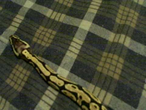 YouTube Video Kysyo_h1Eoo