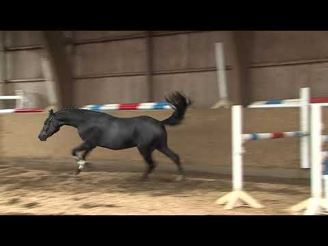 30. Mecklenburger Körtage 2020 - Kat.Nr. 69 Junghengst v. Cornet Obolensky - Cassini I