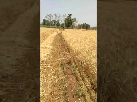 Wheat Crop Cutting Machine