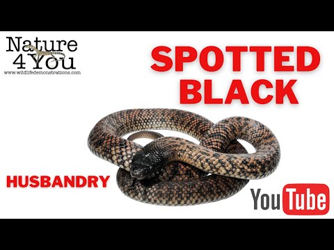 Servicing an Elapid cage