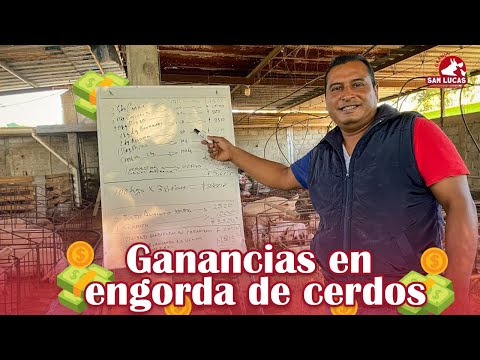 Is it profitable to raise fattening pigs? | San Lucas Farm