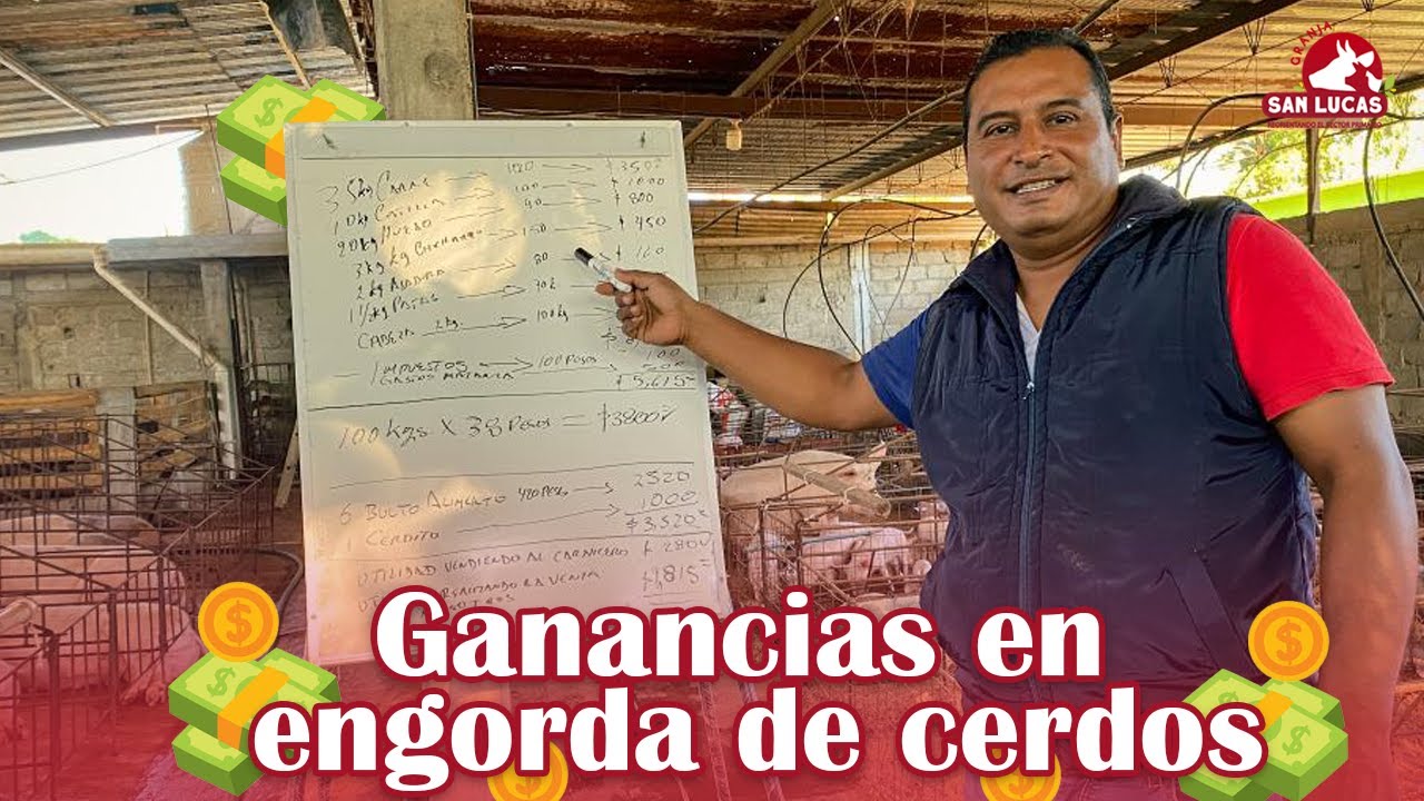 ¿Es rentable criar cerdos de engorda | Granja San Lucas