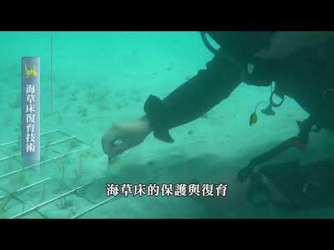 「海草床復育記錄」