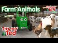 Let's Look At Farm Animals! | Tractor Ted Clips | Tractor Ted Official