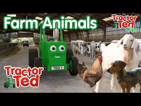 Let's Look At Farm Animals! | Tractor Ted Clips | Tractor Ted Official
