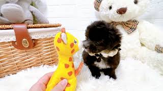 ハーフ犬の動画02
