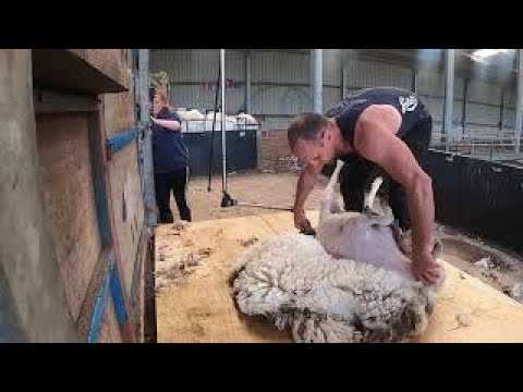 SHEEP SHEARING!