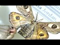 В Самаре оцифровывают одну из крупнейших в России коллекцию бабочек