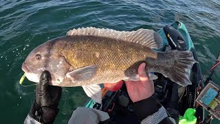 A Bunch Of Quality Tautog On The Kayak
