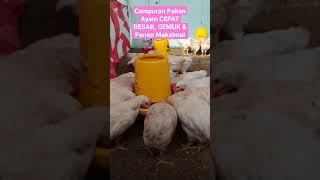 Download lagu SECRET OF Chicken Feed Mix to Grow Big, Fat & Maximize Harvest Quickly mp3 Download lagu SECRET OF Chicken Feed Mix to Grow Big, Fat & Maximize Harvest Quickly mp3