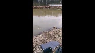 Платная рыбалка в подмосковье запрудный