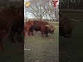 ABC Giant Animals Song Alphabets Kids Song Learn Alphabets English And Animals For Kids Fun