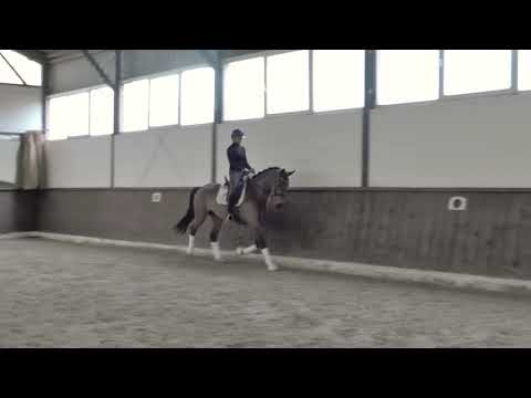 4jährige Stute von Finest x Breitling