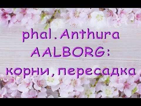 ОРХИДЕЯ phal.Anthura AALBORG:корни,ПЕРЕСАДКА.