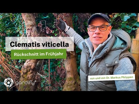 ToDo YT Clematis Viticella pruning 20220128