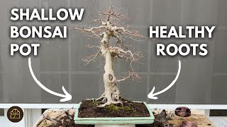 How to Repot a Bonsai into a Shallow Pot