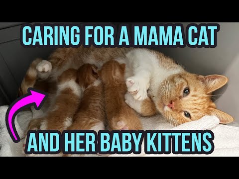 How to Care for a Mama Cat & Kittens (3 Top Tips!)