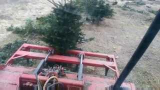 preview picture of video 'Crushing Christmas trees'