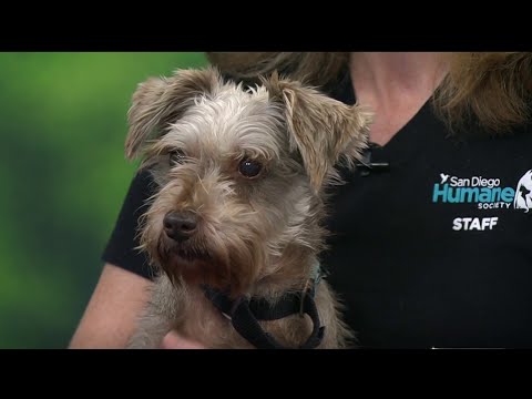 Pet of the week: Lulu, a miniature Schnauzer mix | NBC 7 San Diego - YouTube