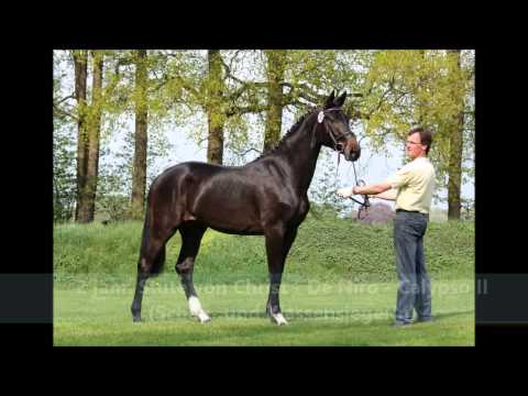 Siegerstute 2 jährig von Christ - De Niro (VS zu CADEAU NOIR)