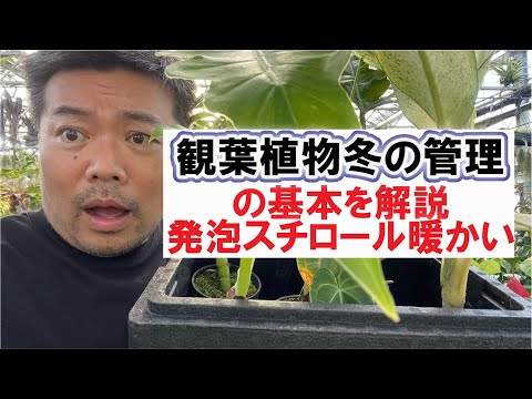 凍ったバナナの木、どうすればいいですか？切ったほうがいいでしょうか？植物を守り、冬を乗り切るためのヒント  庭園