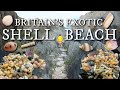 Hunting Exotic Shells At One Of The BEST Shelling Beaches In The UK