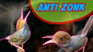 Download lagu Pikat Prenjak Kepala Merah Anti zonk || SUARA BURUNG CSC mp3