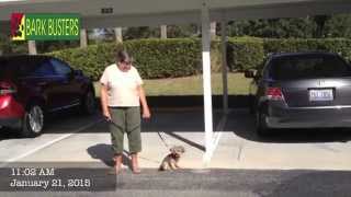 Sammie the Morkie - Dog Training of Fort Myers - Patrick Logue