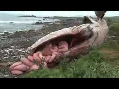 Top 5 Baleias Explodindo   Dead Whale Explodes