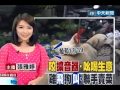 雞犬一家親！母雞穏站狗背溜狗賣菜