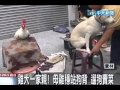 雞犬一家親！母雞穏站狗背溜狗賣菜