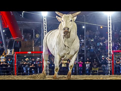 Rodeio de AURIFLAMA 2025 - (QUINTA / MELHORES MOMENTOS)