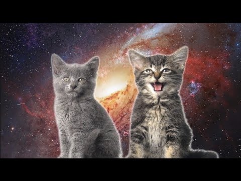 [10 Hours] Space Cats - Magic Fly (by Enjoyker) - Video & Singing Cats [1080HD] SlowTV