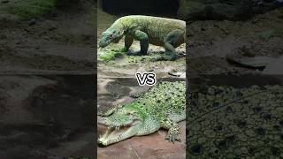Download lagu Komodo vs buaya#shorts#feedshorts#komodo#buaya mp3