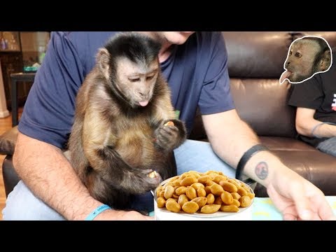 download lagu mp3 mp4 Are Monkey Nuts Peanuts, download lagu Are Monkey Nuts Peanuts gratis, unduh video klip Are Monkey Nuts Peanuts