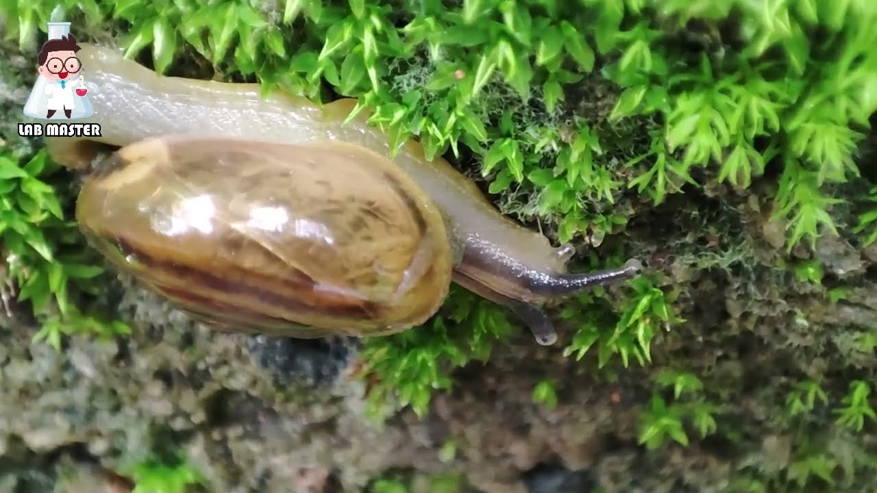 Snail Moving Close-up Video 2022 | Snail Beauty in my Garden| Labmaster | New Animals Capture