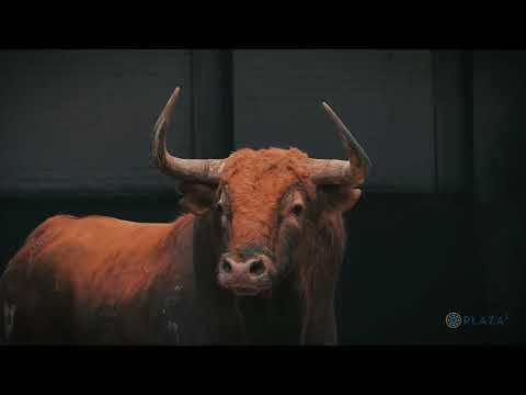 Desembarque de los toros de Pedraza de Yeltes para Resurrección