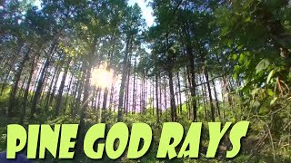 Pine God Rays | Forck-In Quad FPV Freestyle Insta360 GO