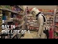 Day in the life of a Stormtrooper 