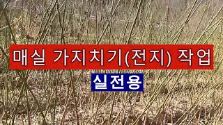 (초보자용)매실 가지치기(전정)하는 법--실전용으로 실습