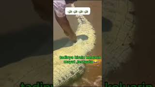 Download lagu Aksi Pria Berani Membelah Perut Buaya, Apa Isinya? mp3 Download lagu Aksi Pria Berani Membelah Perut Buaya, Apa Isinya? mp3