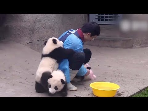 Cute alert! Giant panda cuddles with keeper during shower time