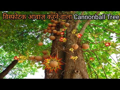 Why people don't eat cannonball tree's edible fruit ? Cannonball Tree  fruit taste कैसा होता है?