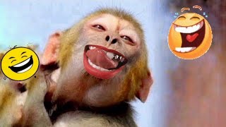 Download lagu MONYET CORE‼️Monyet Kocak Dan Lucu Parah Bikin Ngakak 🤣 Hewan Kocak Dan Jail🫢 Funny Animals #funny mp3 Download lagu MONYET CORE‼️Monyet Kocak Dan Lucu Parah Bikin Ngakak 🤣 Hewan Kocak Dan Jail🫢 Funny Animals #funny mp3
