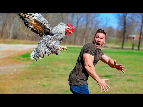 30 MINUTOS DE LOS ANIMALES MÁS DIVERTIDOS CAPTADOS POR LAS CÁMARAS